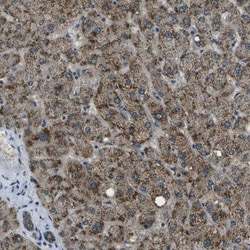 APOBEC4 Antibody, Novus Biologicals 0.1mL; Unlabeled:Antibodies, Polyclonal