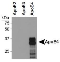 ApoE4 Antibody (4E4) - BSA Free, Novus Biologicals 0.1mL; Unlabeled:Antibodies,