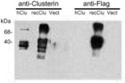 Clusterin/APOJ Antibody (CLI-9) - BSA Free, Novus Biologicals:Antibodies:Primary