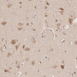 APOL6 Antibody, Novus Biologicals 0.1mL; Unlabeled:Antibodies, Polyclonal
