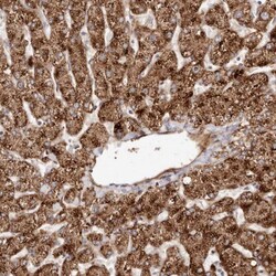 APOL6 Antibody, Novus Biologicals 25 &mu;L; Unlabeled:Antibodies, Polyclonal