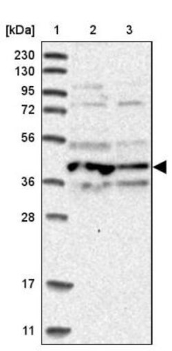 APOL6 Antibody, Novus Biologicals 25 &mu;L; Unlabeled:Antibodies, Polyclonal