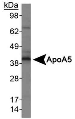 Apolipoprotein A5 Antibody (1G5G9) - BSA Free, Novus Biologicals:Antibodies:Primary