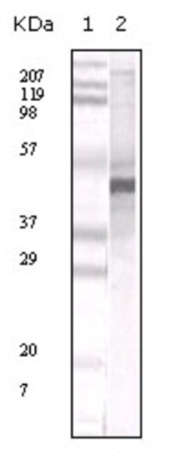 Apolipoprotein A5 Antibody (1G5G9), Novus Biologicals 0.1mL; Unlabeled:Antibodies,