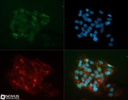 Apolipoprotein A5 Antibody (4H8H8E2) - BSA Free, Novus Biologicals 0.1mL;