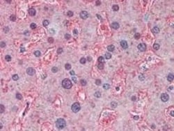 Apolipoprotein A-I/ApoA1 Antibody, Novus Biologicals 0.2 mg | Buy Online | Novus Biologicals | Fisher Scientific