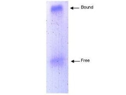 Apolipoprotein A-I/ApoA1 Antibody, Novus Biologicals 0.2 mg | Buy Online | Novus Biologicals | Fisher Scientific
