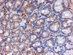 Apolipoprotein A-IV/ApoA4 Antibody, Novus Biologicals 0.1mg; Unlabeled:Antibodies,