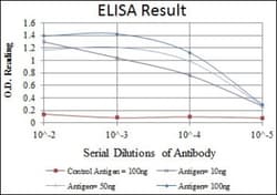 Apolipoprotein B/ApoB Antibody (6G6), Novus Biologicals:Antibodies:Primary