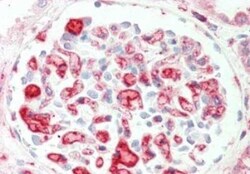 Apolipoprotein C-II/ApoC2 Antibody, Novus Biologicals 0.2mg; Unlabeled:Antibodies,