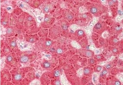 Apolipoprotein CIII Antibody, Novus Biologicals 0.1mg; Unlabeled:Antibodies,
