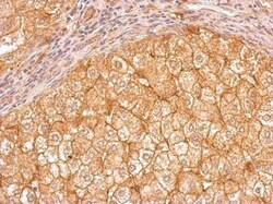 Apolipoprotein E/ApoE Antibody - BSA Free, Novus Biologicals 0.1 mg; Unconjugated:Antibodies,