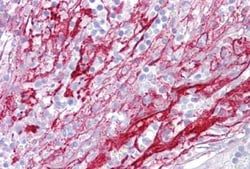 Apolipoprotein H/ApoH Antibody, Novus Biologicals 100&mu;L; Unlabeled:Antibodies,
