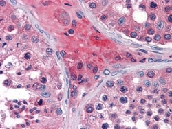 APOO Antibody (2F1), Novus Biologicals 0.1mL; Unlabeled:Antibodies, Monoclonal