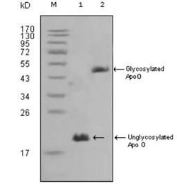 APOO Antibody (2F1), Novus Biologicals 0.1mL; Unlabeled:Antibodies, Monoclonal