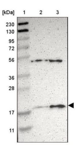 APOO Antibody, Novus Biologicals:Antibodies:Primary Antibodies
