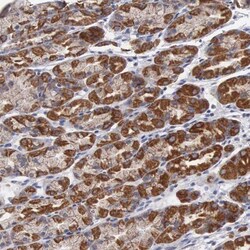 APOOL Antibody, Novus Biologicals 0.1mL; Unlabeled:Antibodies, Polyclonal