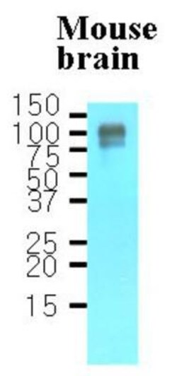 APP Antibody (J4H9) - BSA Free, Novus Biologicals 0.1mL; Unlabeled:Antibodies,