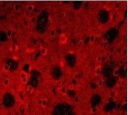 APP Antibody, Novus Biologicals 0.1 mg | Buy Online | Novus Biologicals | Fisher Scientific