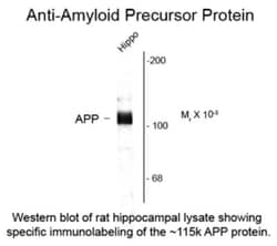 APP Antibody, Novus Biologicals 0.1mL; Unlabeled:Antibodies, Polyclonal