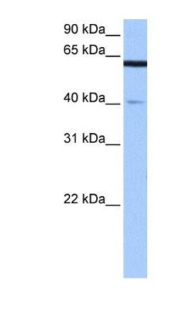 APPBP2 Antibody, Novus Biologicals 100&mu;L; Unlabeled:Antibodies, Polyclonal