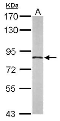 APPL Antibody, Novus Biologicals 0.1mL; Unlabeled:Antibodies, Polyclonal
