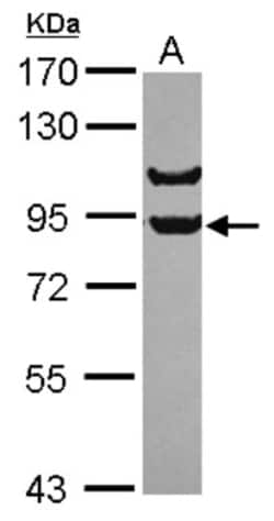 APPL Antibody, Novus Biologicals 0.1mL; Unlabeled:Antibodies, Polyclonal