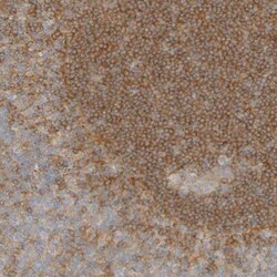 APPL Antibody, Novus Biologicals 25 &mu;L; Unlabeled:Antibodies, Polyclonal