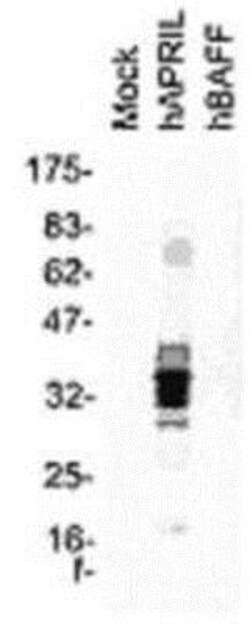 APRIL/TNFSF13 Antibody (Aprily-8) - BSA Free, Novus Biologicals 0.05mg;