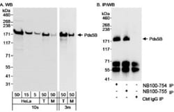 APRIN Antibody, Novus Biologicals 0.1mL; Unlabeled:Antibodies, Polyclonal