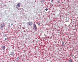 APXL Antibody, Novus Biologicals 0.1mL; Unlabeled:Antibodies, Polyclonal