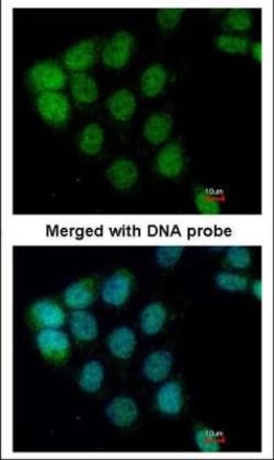 A-RAF Antibody, Novus Biologicals 0.1mL; Unlabeled:Antibodies, Polyclonal