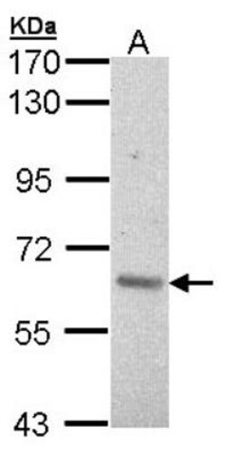 A-RAF Antibody, Novus Biologicals 0.1mL; Unlabeled:Antibodies, Polyclonal