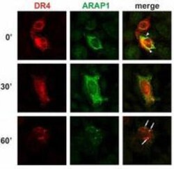 ARAP1 Antibody (ARAP1-2) - BSA Free, Novus Biologicals 0.1mg; Unlabeled:Antibodies,