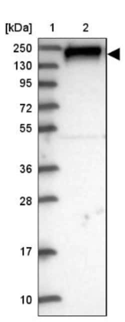 ARAP3 Antibody, Novus Biologicals:Antibodies:Primary Antibodies