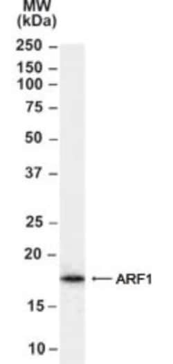 ARF1,2,3,4 Antibody, Novus Biologicals 0.1mg; Unlabeled:Antibodies, Polyclonal