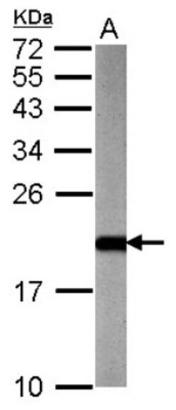 ARF3 Antibody, Novus Biologicals 0.1 mL | Buy Online | Novus Biologicals | Fisher Scientific