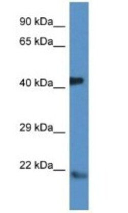 ARF4 Antibody, Novus Biologicals:Antibodies:Primary Antibodies