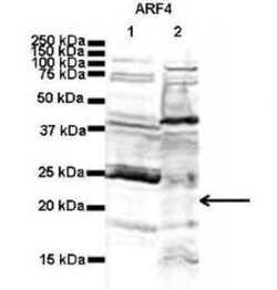 ARF4 Antibody, Novus Biologicals:Antibodies:Primary Antibodies