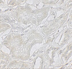 ARF6 Antibody - BSA Free, Novus Biologicals 0.1mg; Unlabeled:Antibodies,