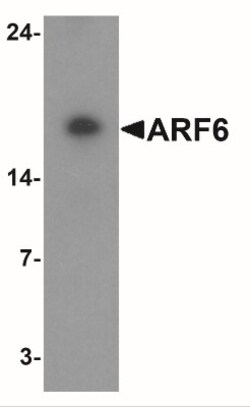 ARF6 Antibody - BSA Free, Novus Biologicals 0.1mg; Unlabeled:Antibodies,