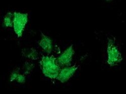 ARFGAP1 Antibody (OTI1F6), Novus Biologicals 0.1 mL | Buy Online | Novus Biologicals | Fisher Scientific