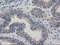 ARFGAP1 Antibody (OTI1F6), Novus Biologicals 0.1 mL | Buy Online | Novus Biologicals | Fisher Scientific