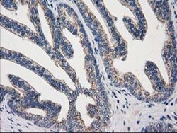 ARFGAP1 Antibody (OTI1F6), Novus Biologicals 0.1 mL | Buy Online | Novus Biologicals | Fisher Scientific