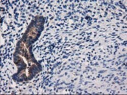 ARFGAP1 Antibody (OTI1F6), Novus Biologicals 0.1 mL | Buy Online | Novus Biologicals | Fisher Scientific