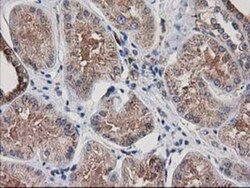 ARFGAP1 Antibody (OTI1F6), Novus Biologicals 0.1 mL | Buy Online | Novus Biologicals | Fisher Scientific