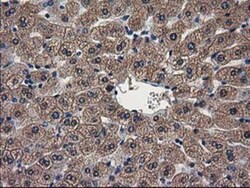 ARFGAP1 Antibody (OTI1F6), Novus Biologicals 0.1 mL | Buy Online | Novus Biologicals | Fisher Scientific