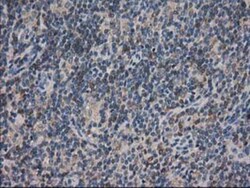 ARFGAP1 Antibody (OTI1F6), Novus Biologicals 0.1 mL | Buy Online | Novus Biologicals | Fisher Scientific