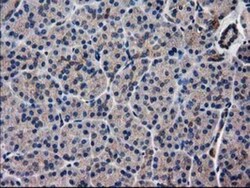 ARFGAP1 Antibody (OTI1F6), Novus Biologicals 0.1 mL | Buy Online | Novus Biologicals | Fisher Scientific