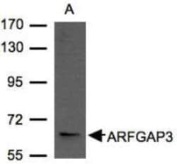 ARFGAP3 Antibody, Novus Biologicals 0.1 mL | Buy Online | Novus Biologicals | Fisher Scientific